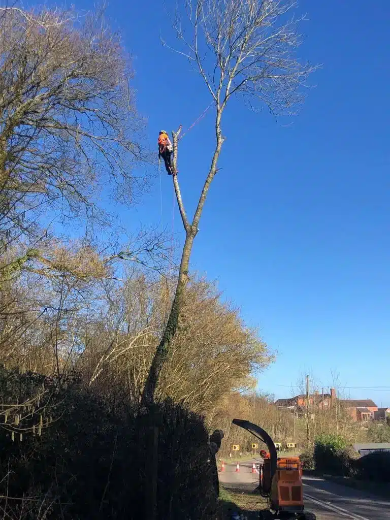 Residential Tree Surgeons Ross on Wye Chapel Tree Services