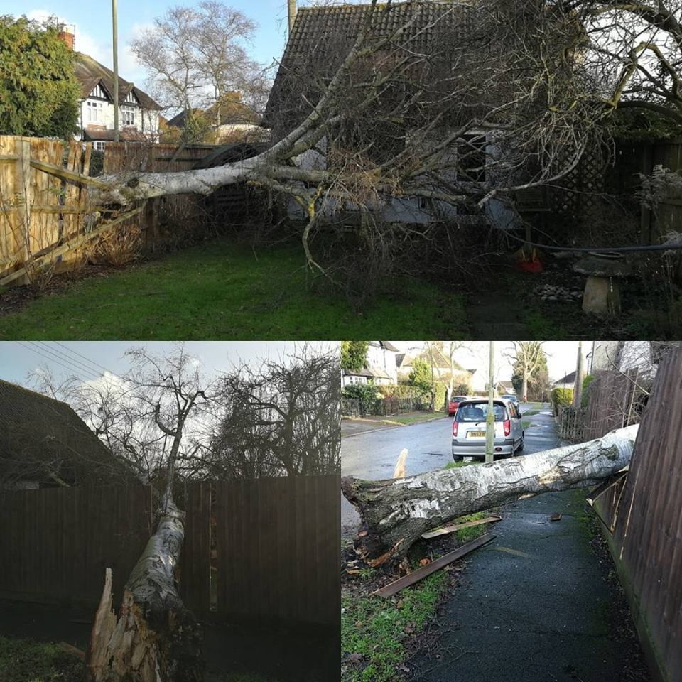 24hr Emergency Tree Services Removals Chapel Tree Services