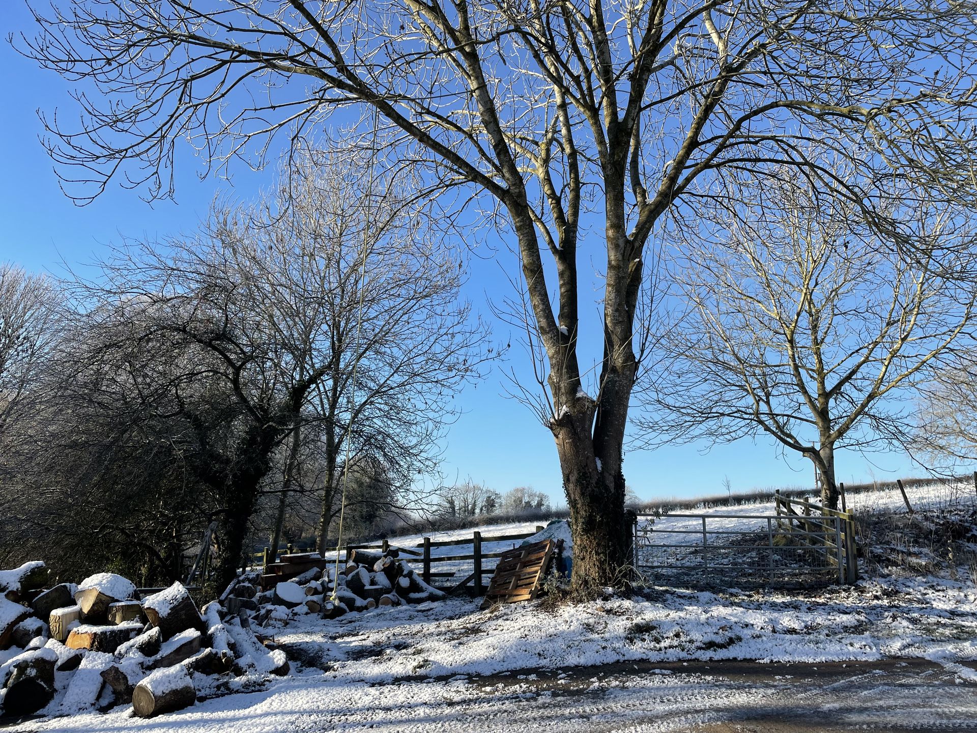 Winter Pruning