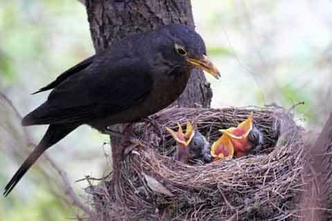 Bird Nesting