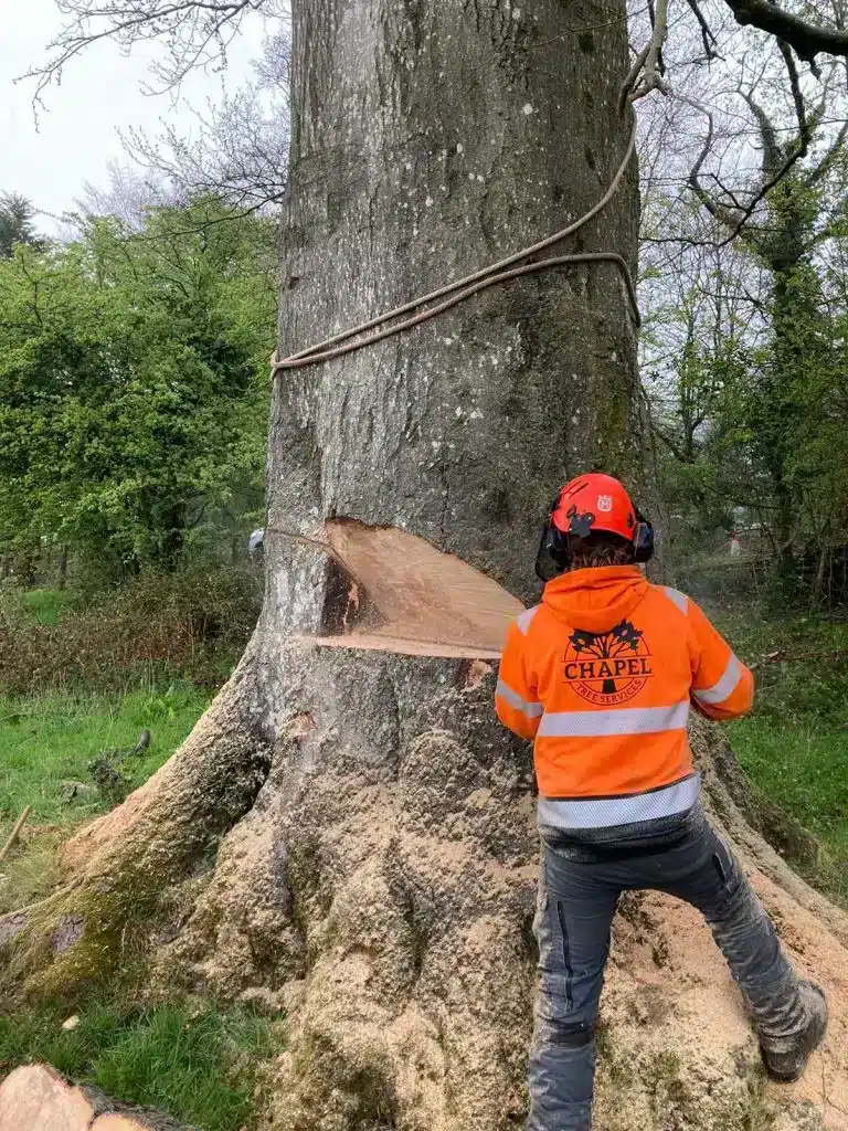 Tree Felling Services