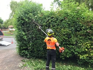 Chapel Tree Hedge Trimming