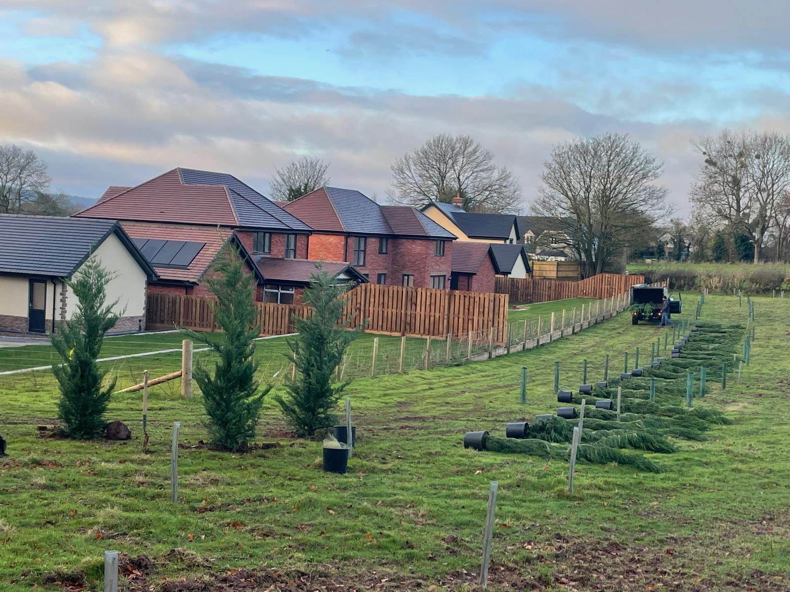 Residential Tree Planting