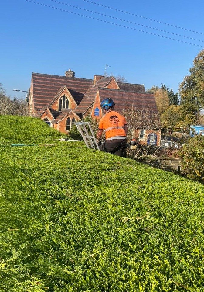 Hedge trimming services