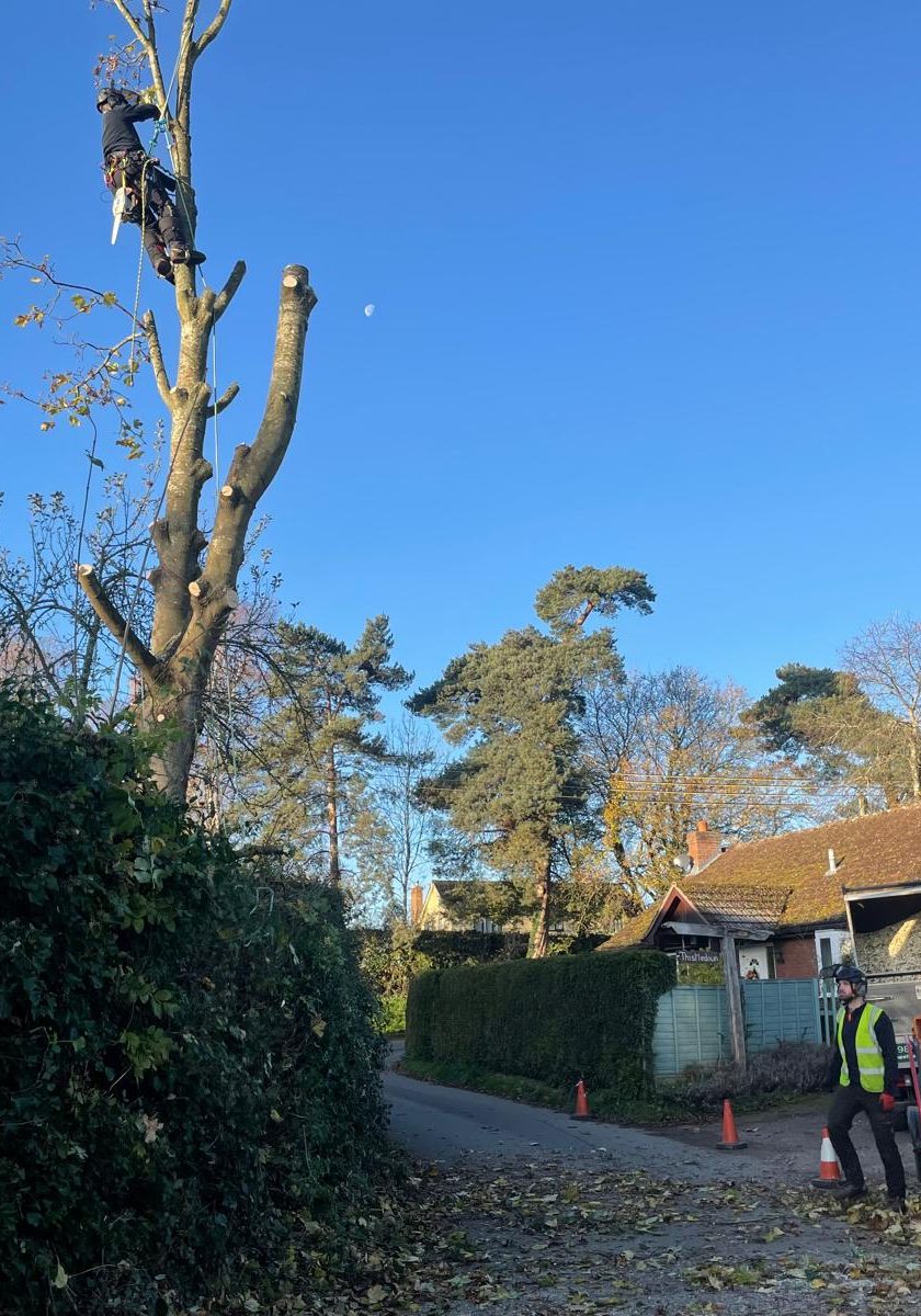 Homeowner Tree Services Hereford